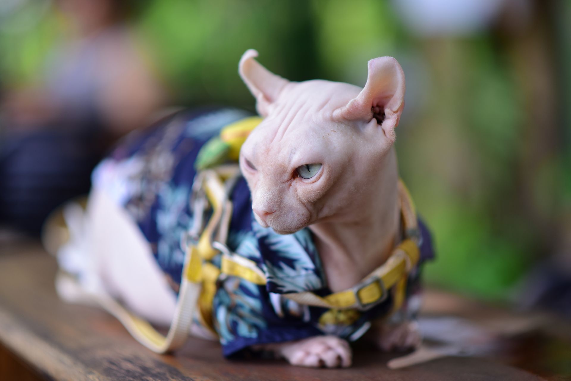 A Sphynx cat wearing a tropical shirt rests on a table outdoors, exuding a stylish and cool vibe.
