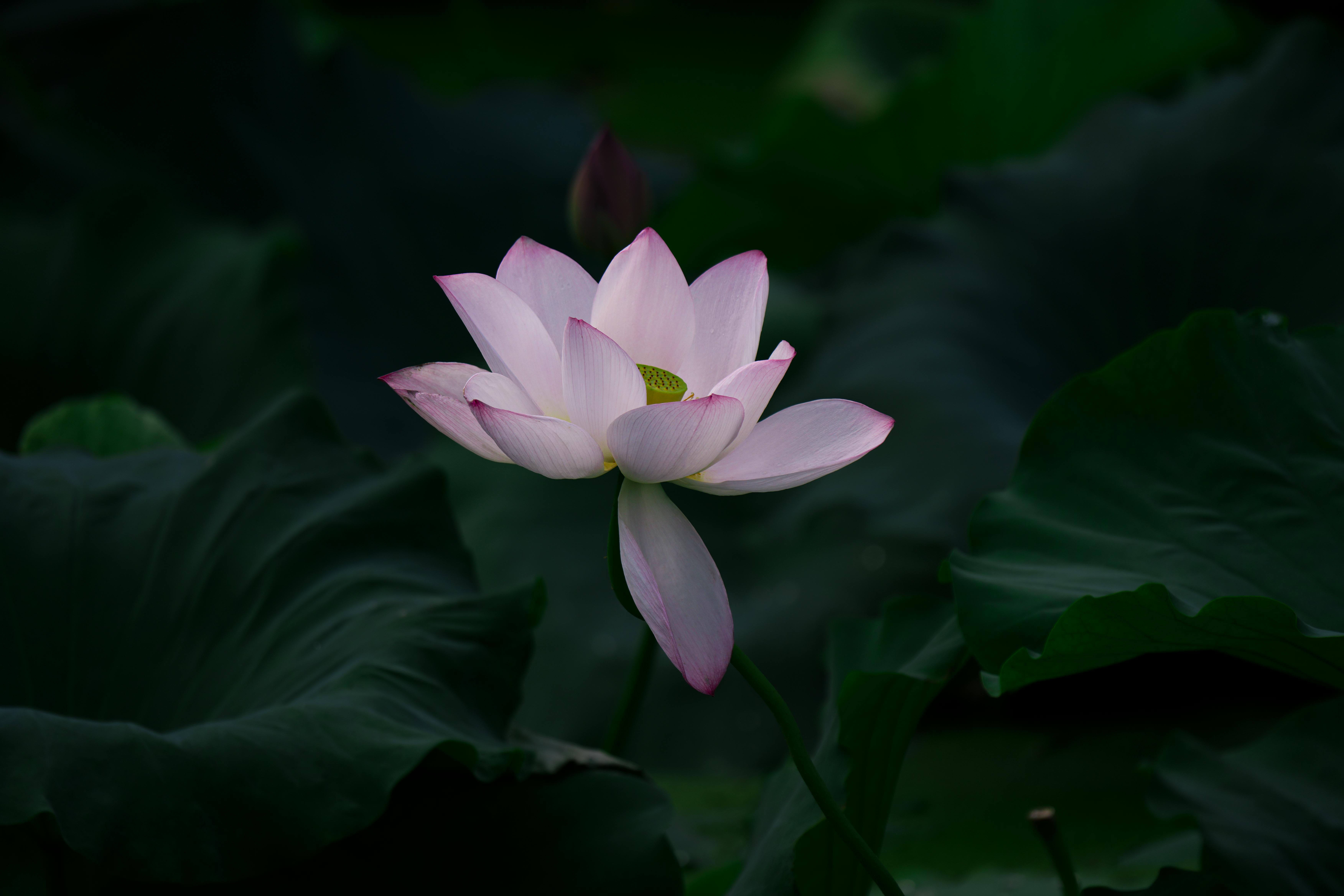 What Makes Lotus Technology (LOT) One of the Best EV Penny Stocks - Insider Monkey — Photo by 浪 郭 on Pexels