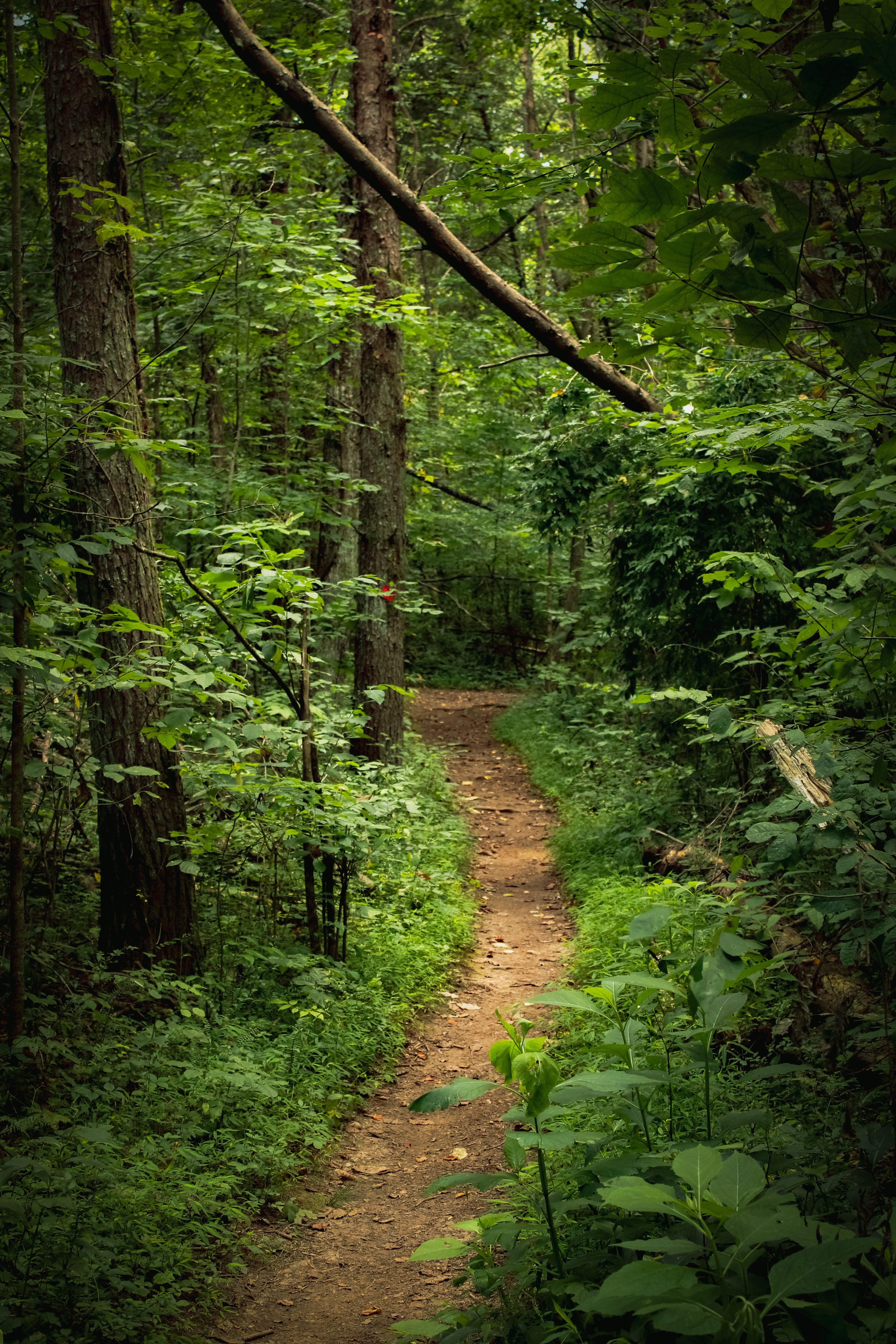 Serene Forest Pathway in Lush Green Woods · Free Stock Photo