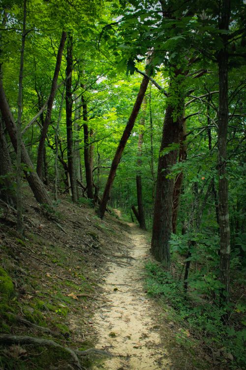 Free Enjoy a peaceful walk along a lush, green forest pathway perfect for day hikes. Stock Photo