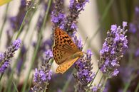 A beautiful butterfly rests on lavender flowers in Pays de la Loire, France.