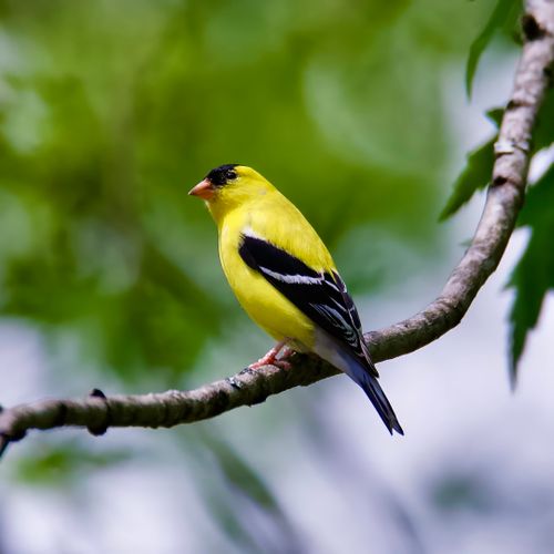 Free A colorful American Goldfinch perched on a branch in a lush green setting. Stock Photo