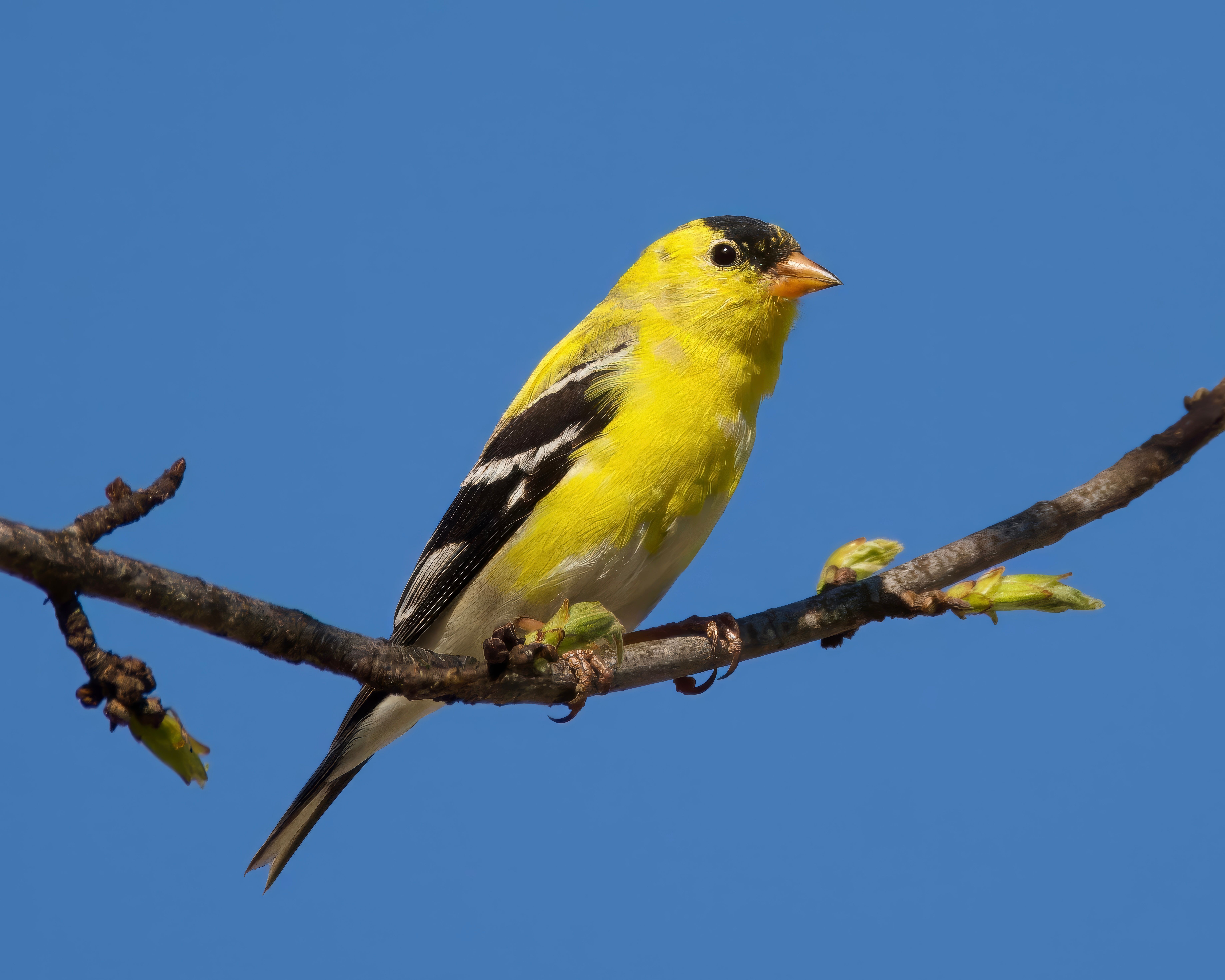 Stumbo, Goldfinch travel SC in final days of runoff for state attorney general — Photo by A. G. Rosales on Pexels