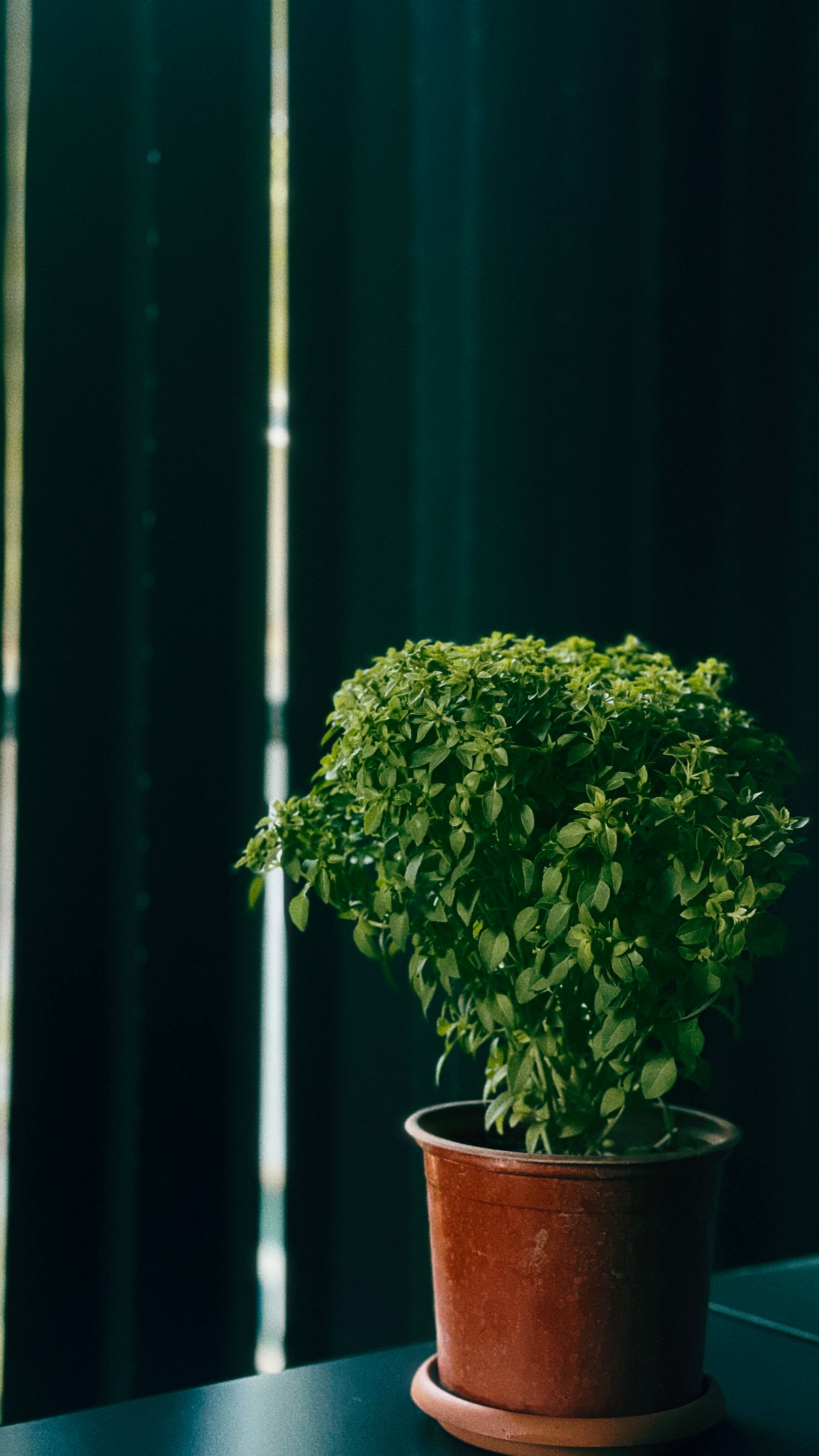 Comment choisir des plantes dintérieur adaptées à un appartement écoresponsable en 2026 