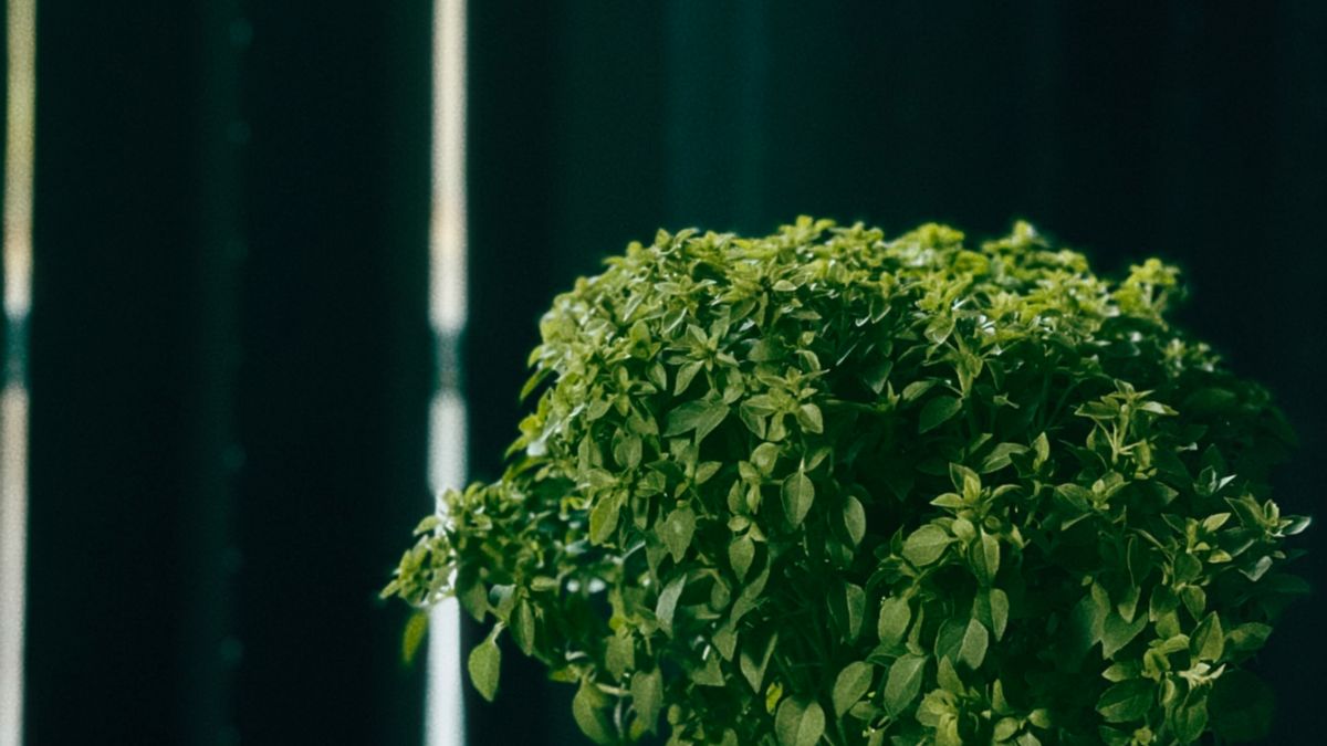 Comment choisir des plantes dintérieur adaptées à un appartement écoresponsable en 2026
