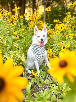 Cute dog wearing a bandana in a field of bright yellow flowers in Winter Park, FL.