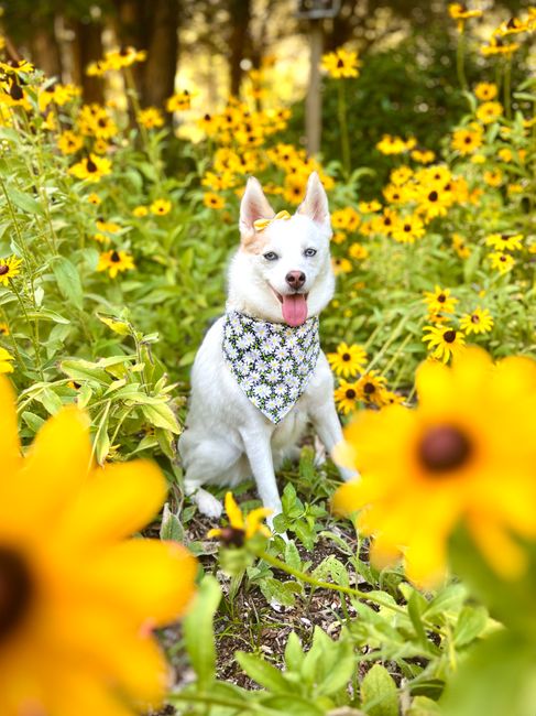 Cute dog wearing a bandana in a field of bright yellow flowers in Winter Park, FL.