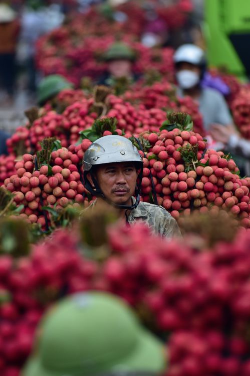 有关ngā ba cầu chét lục ngạn, vảithiều, 下田, 东南亚, 亚洲农业, 亚洲市场, 亞洲, 交換, 传统市场 ...