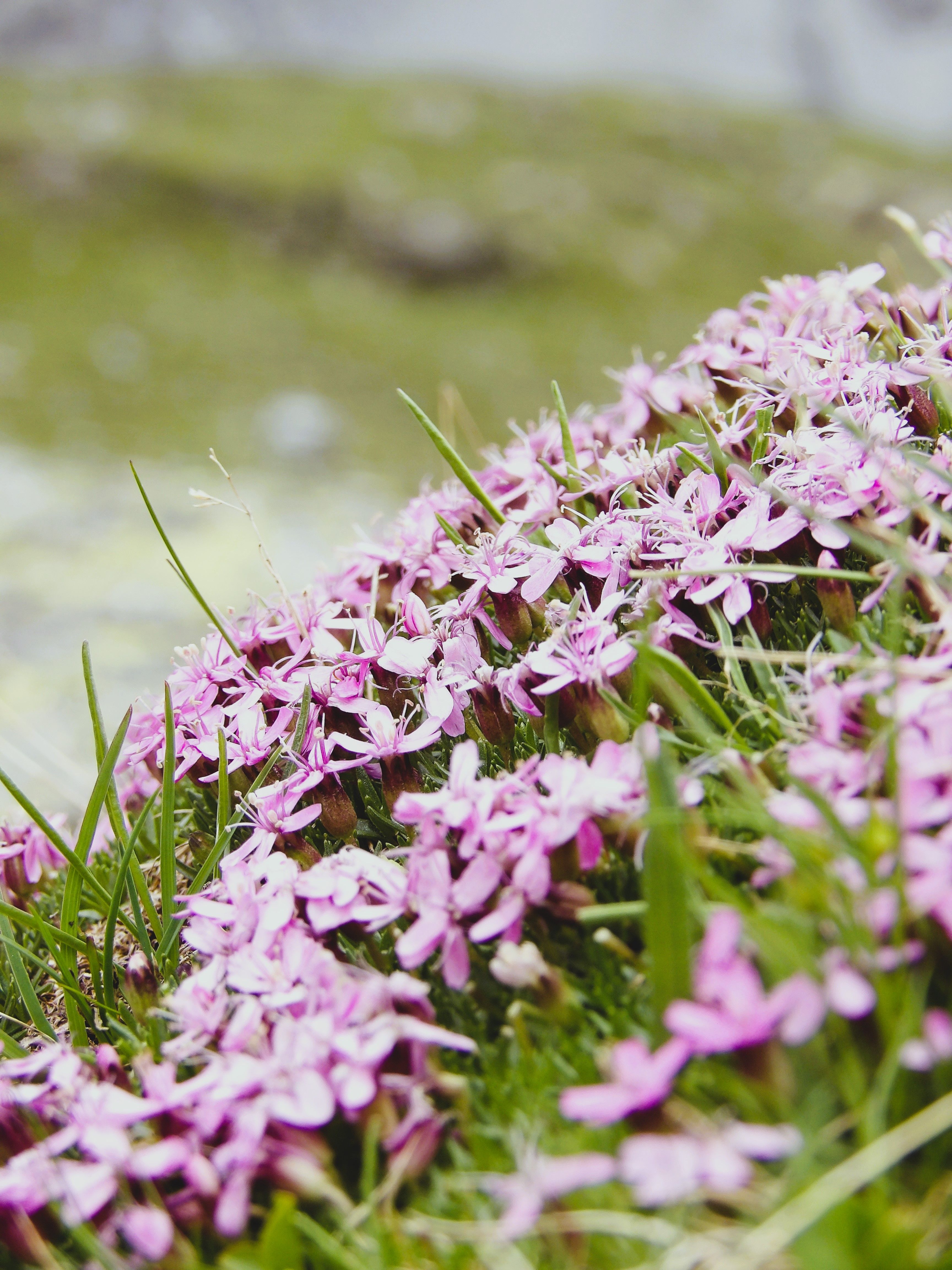 Vibrant Alpine Pink Flowers in Trentino, Italy · Free Stock Photo
