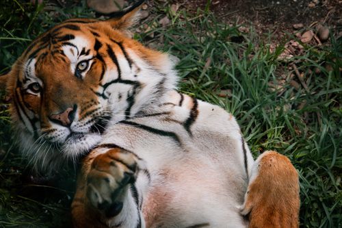 Free Close-up of a Bengal tiger lounging in grass. Calm, natural setting. Stock Photo