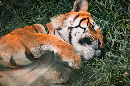 Free Close-up of a majestic tiger peacefully sleeping on vibrant green grass, capturing serene wildlife beauty. Stock Photo
