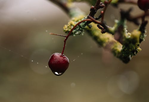 Lonely red forest berry hanging on branch