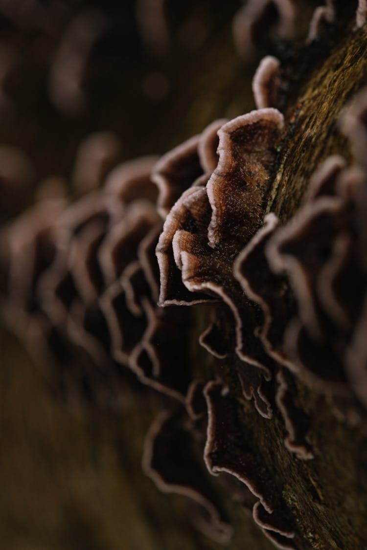 Tree Fungus Growing On Wooden Trunk