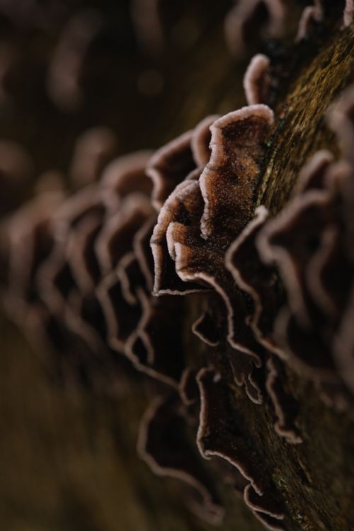 Free Closeup of brown mushrooms with white border spreading on the bark of tree trunk Stock Photo
