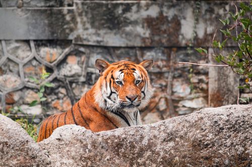 Free Close-up of a Bengal tiger resting behind rocks in a zoo setting. Stock Photo