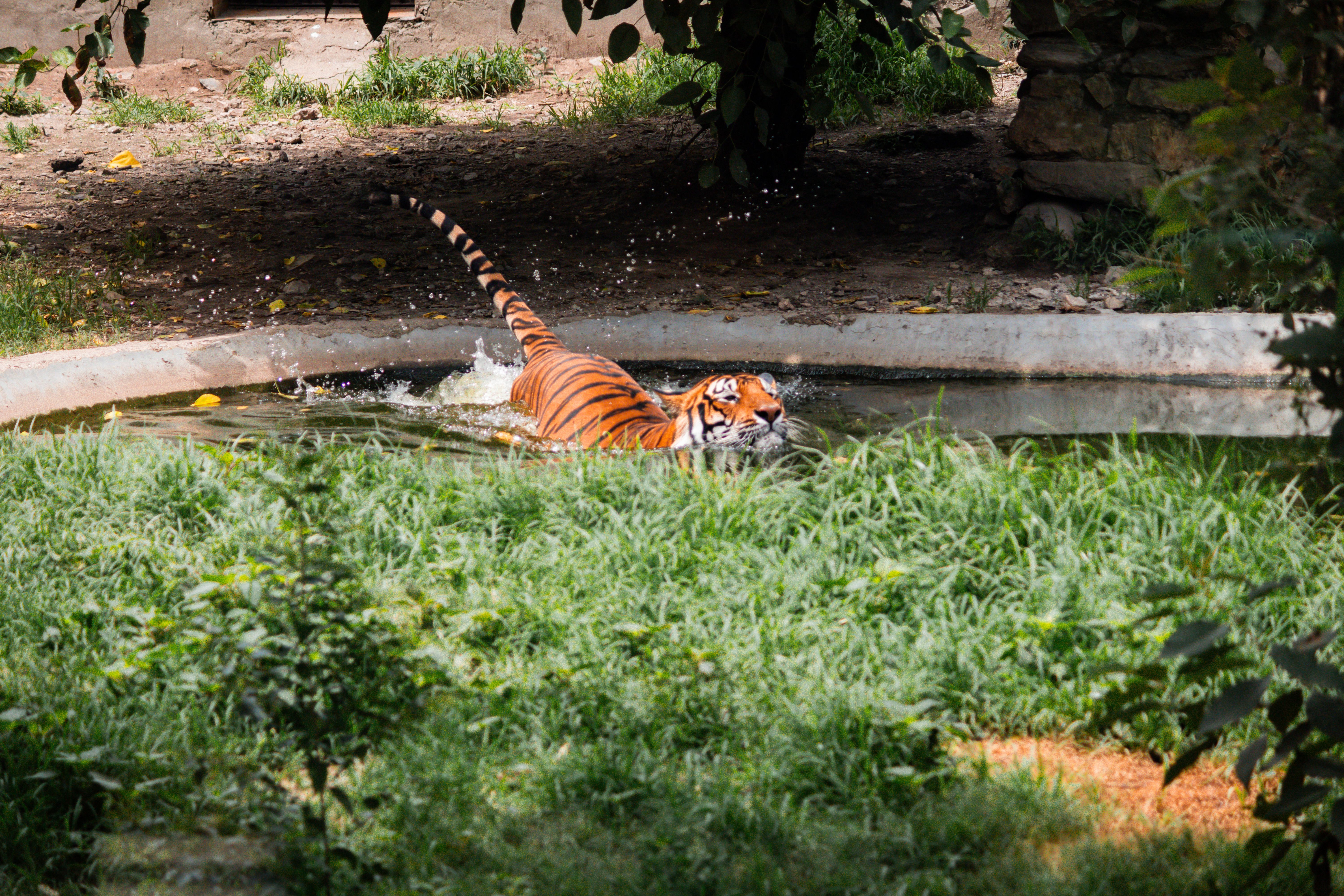 Operation Tiger: Shiv Sena (UBT) Claims ₹50 Crores Offer to MPs, Uncertainty Reigns