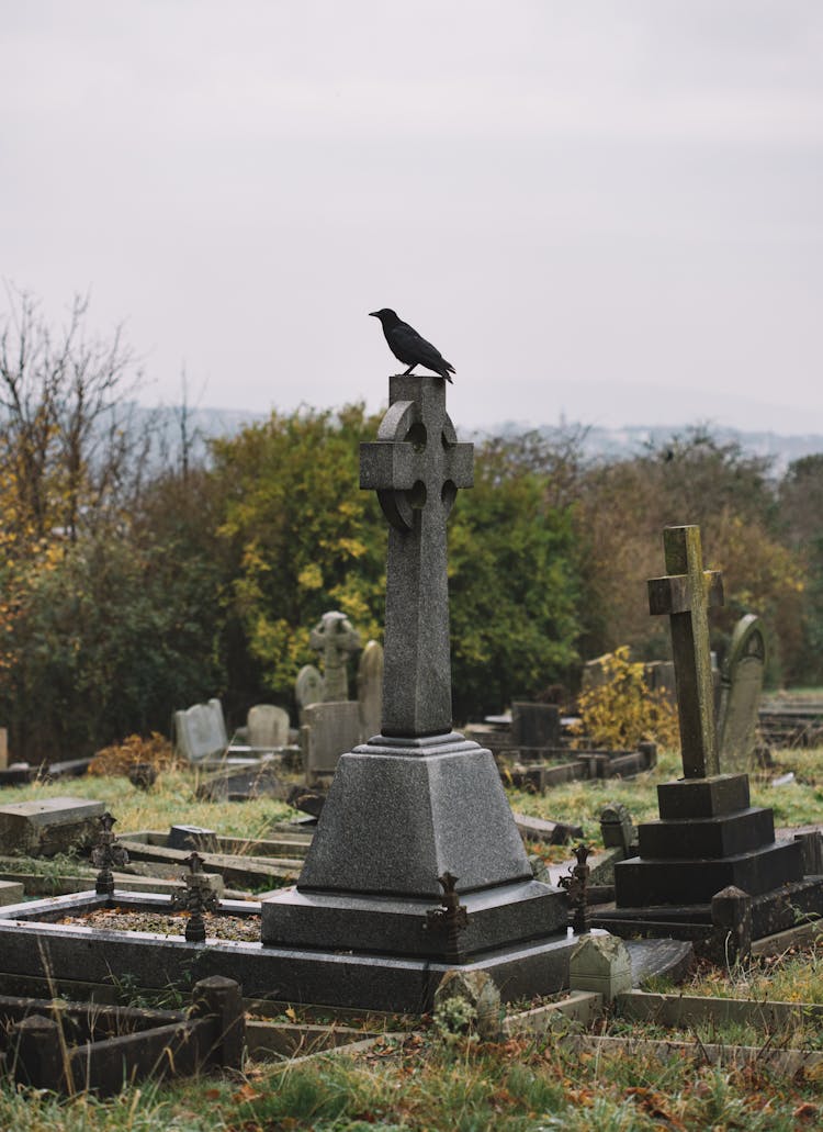 Bird Sitting On Stone Cross Of Grave On Sunny Day