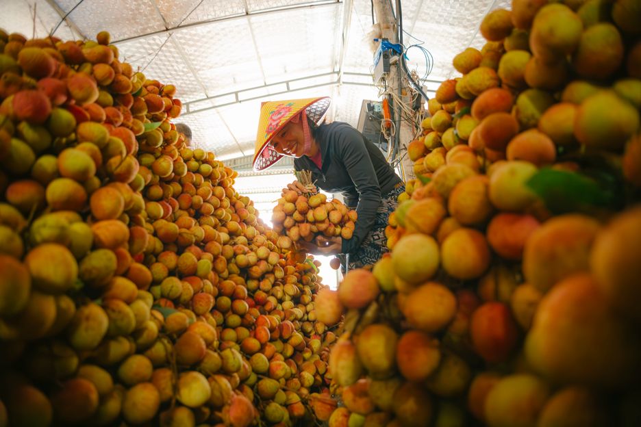 Worker scanning traceable harvest crates