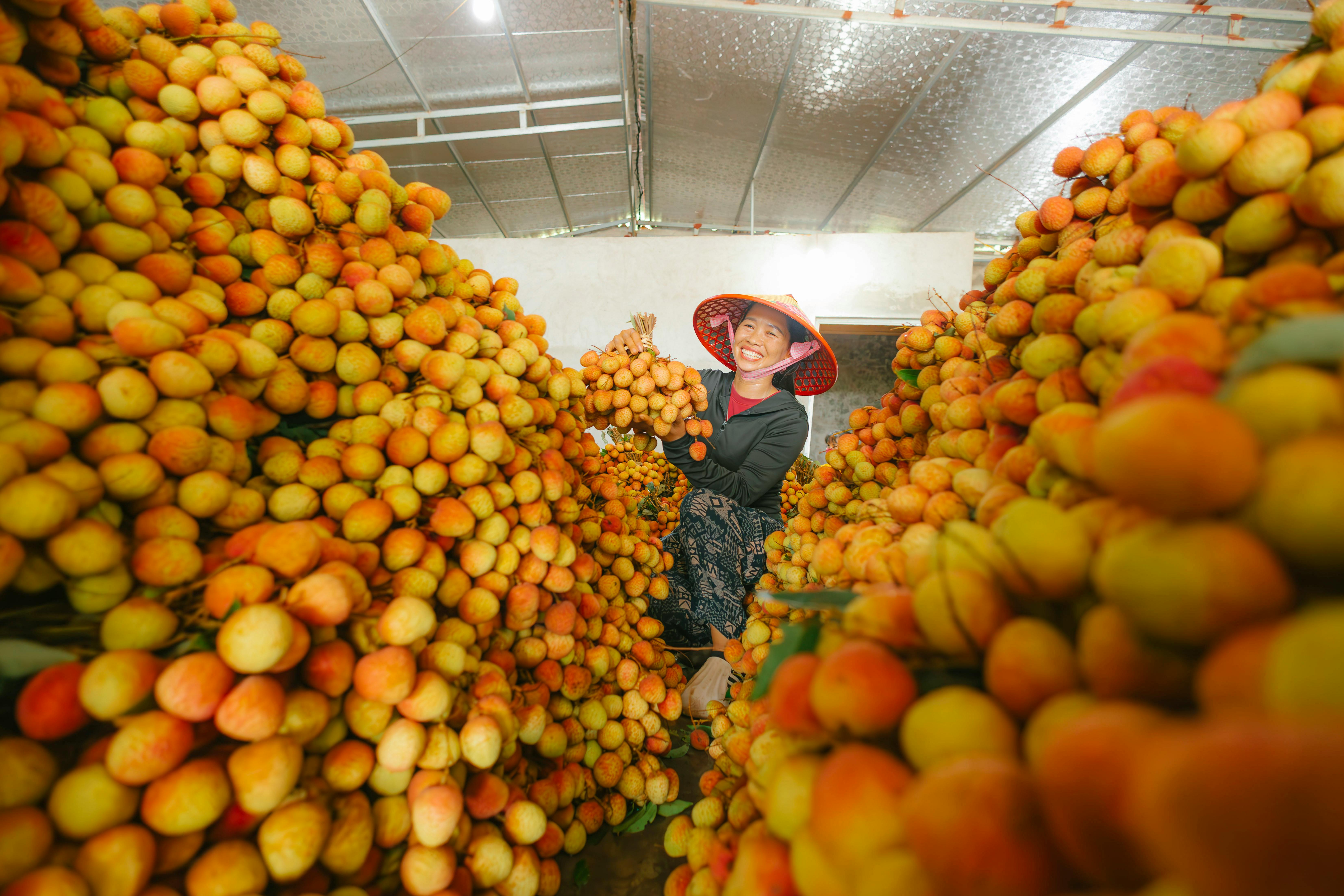 Woman wearing conical hat smiling and harvesting lychees in a warehouse filled with fruit.