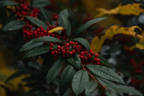 Branch of cotoneaster with wet green leaves and red ripe berries growing on shrub in autumn park