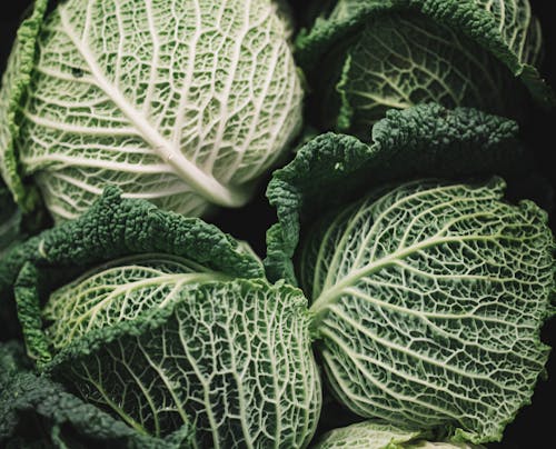 Free Macro Photography of Green Cabbages Stock Photo