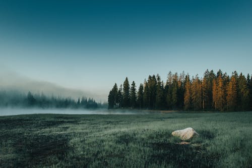 Пейзажная фотография деревьев с зелеными листьями