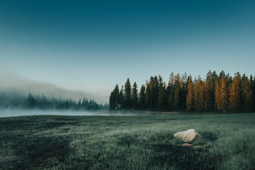 晨光朦胧，宁静的森林景观凸显出德国乡村之美