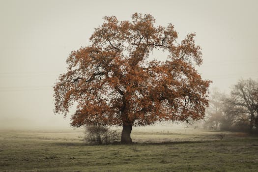 雾气缭绕的乡村中，一棵孤树披着秋叶矗立，捕捉到秋天的宁静之美