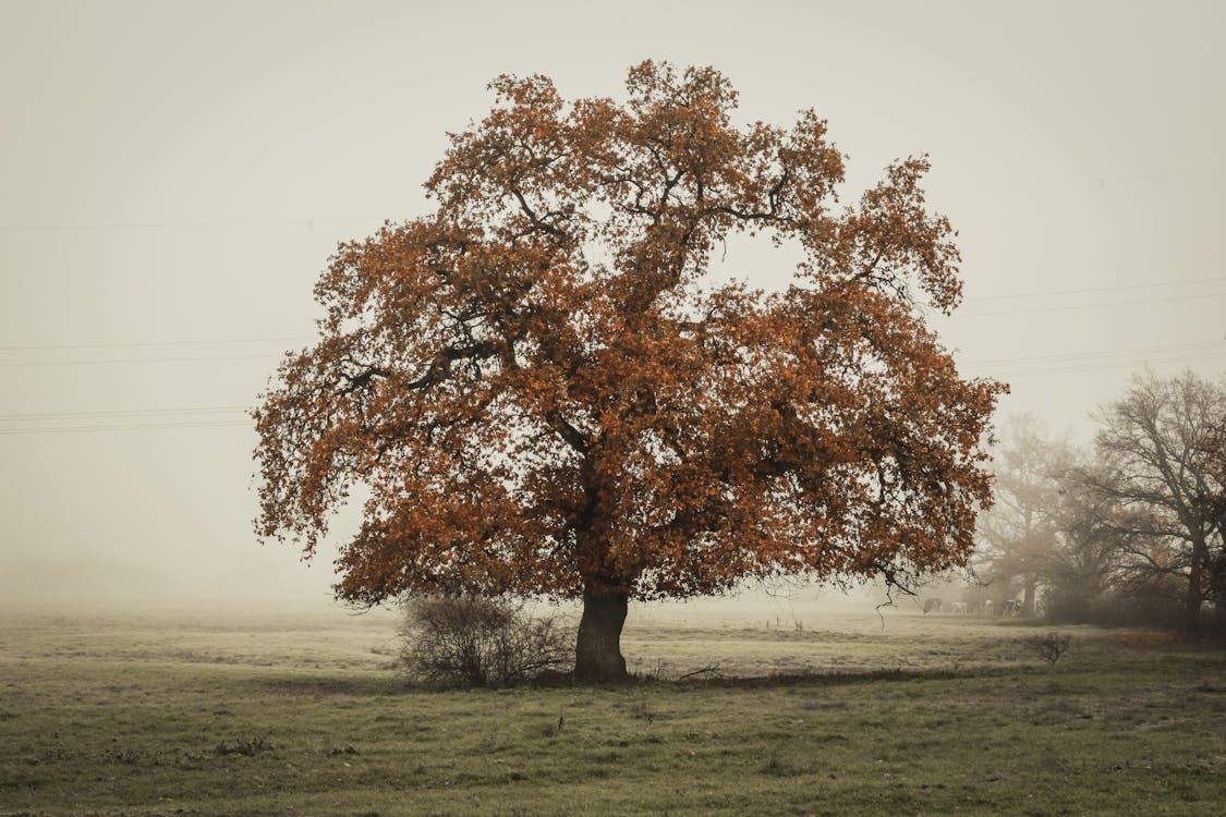 Free In Distant Photo of Tree on Landscape Field Stock Photo