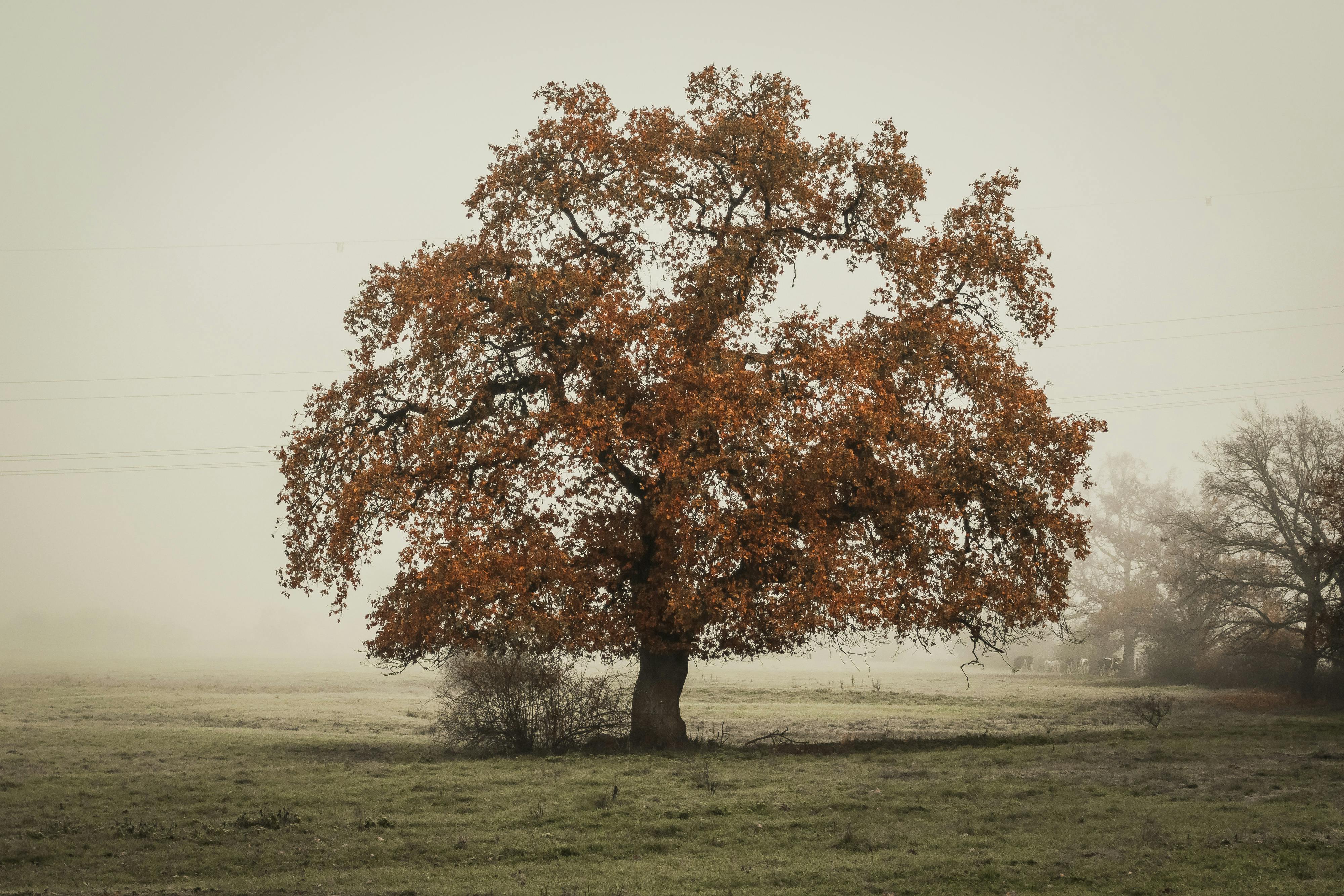 In Distant Photo of Tree on Landscape Field · Free Stock Photo