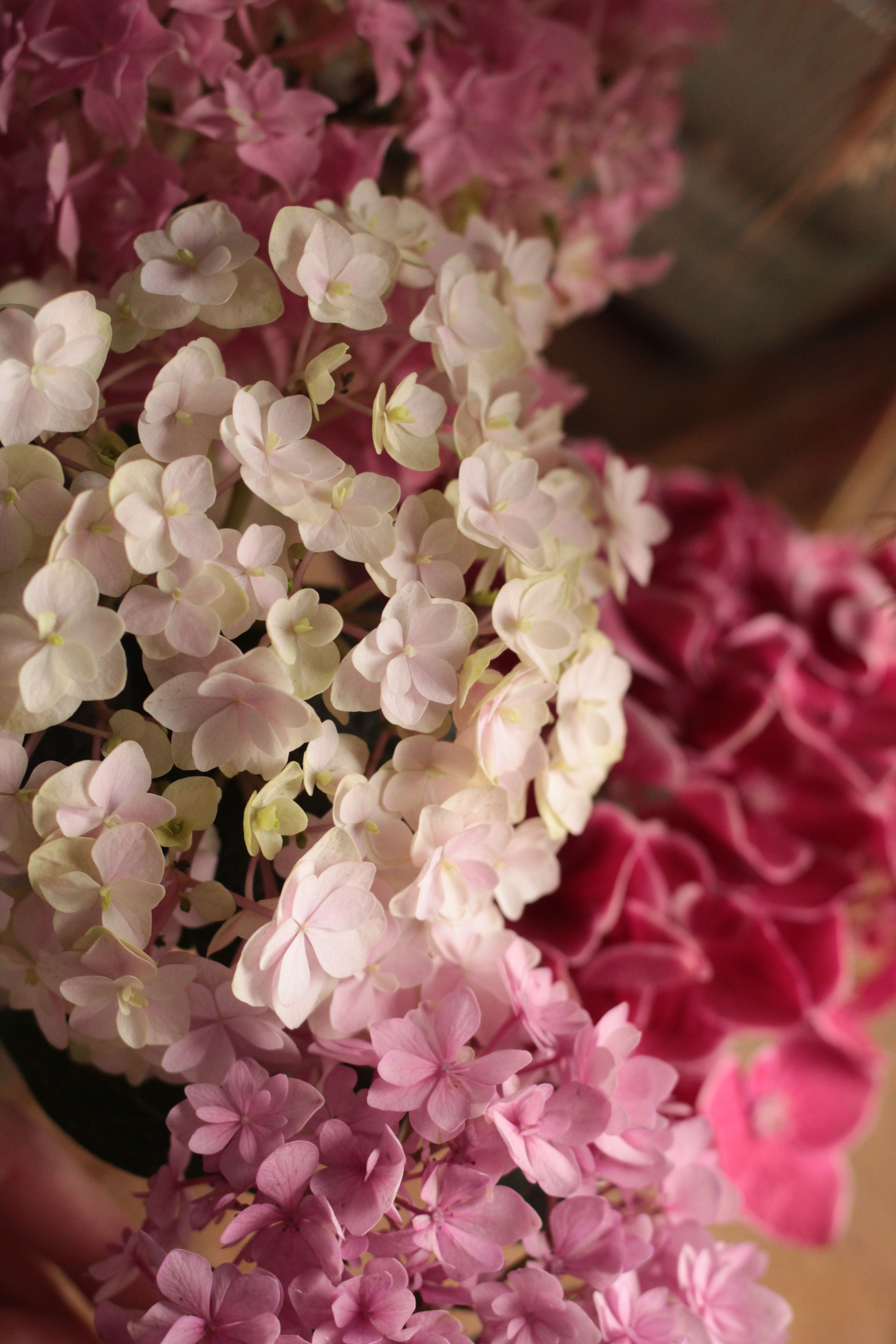Beautiful Pink and White Hydrangea Blossoms · Free Stock Photo