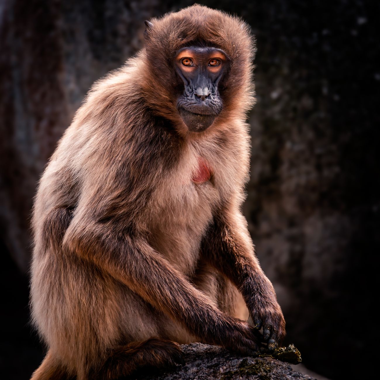 Detailed portrait of a Gelada baboon with expressive eyes and distinctive fur.