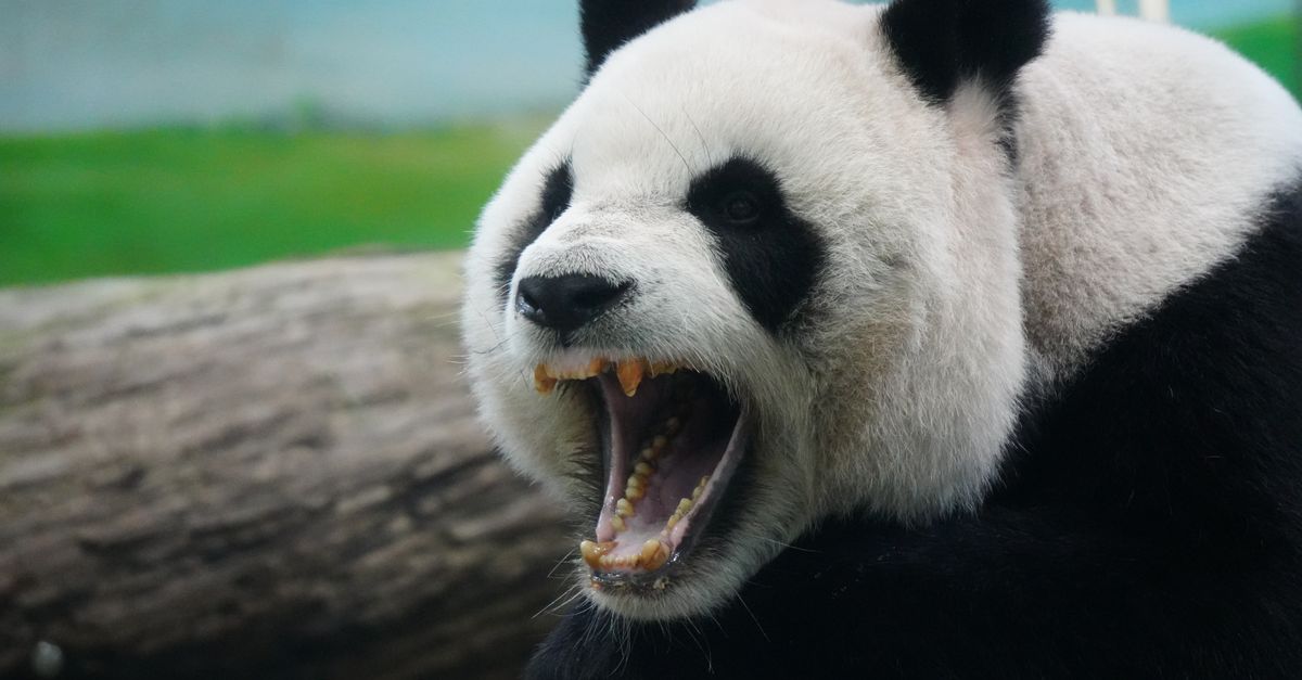 Giant Panda Roaring in Natural Habitat · Free Stock Photo
