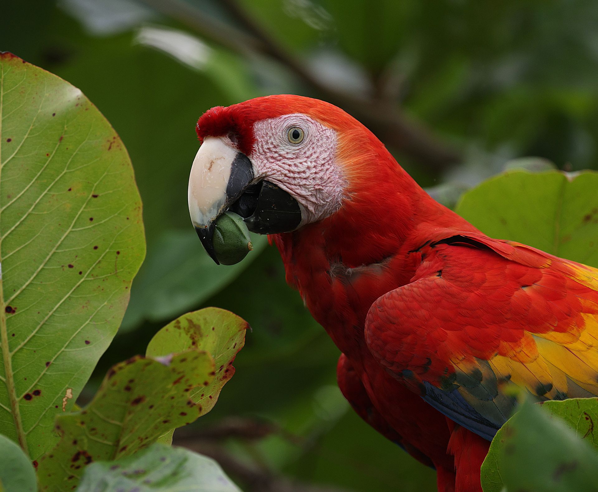 Vibrant scarlet macaw enjoying a meal in a lush Costa Rican rainforest setting.