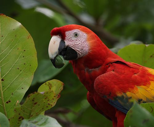 Free Vibrant scarlet macaw enjoying a meal in a lush Costa Rican rainforest setting. Stock Photo
