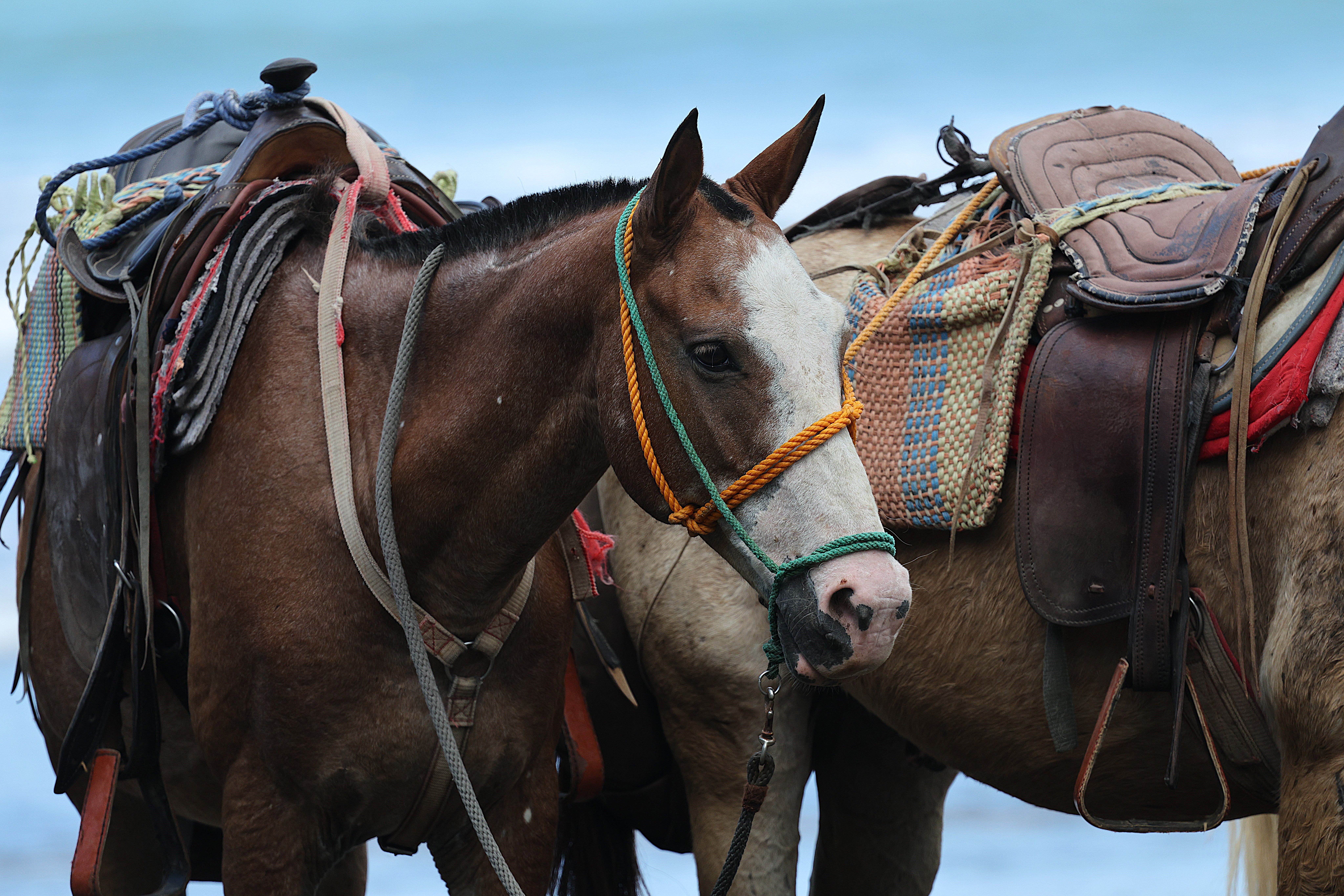 Detailed image of horses with saddles on a beach setting, highlighting equestrian gear.