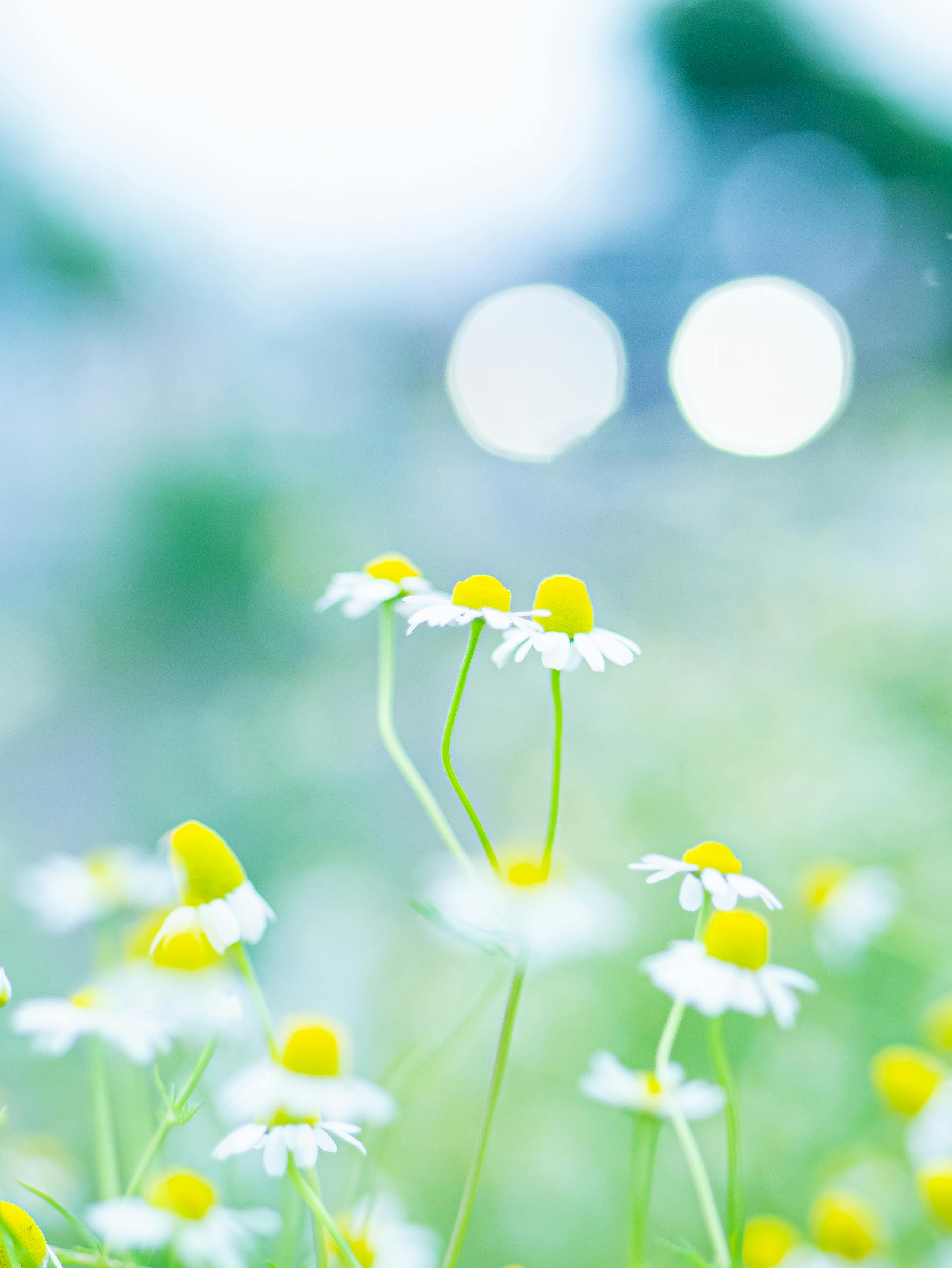 Delicate chamomile flowers with white petals and yellow centers in soft focus against a bokeh background.