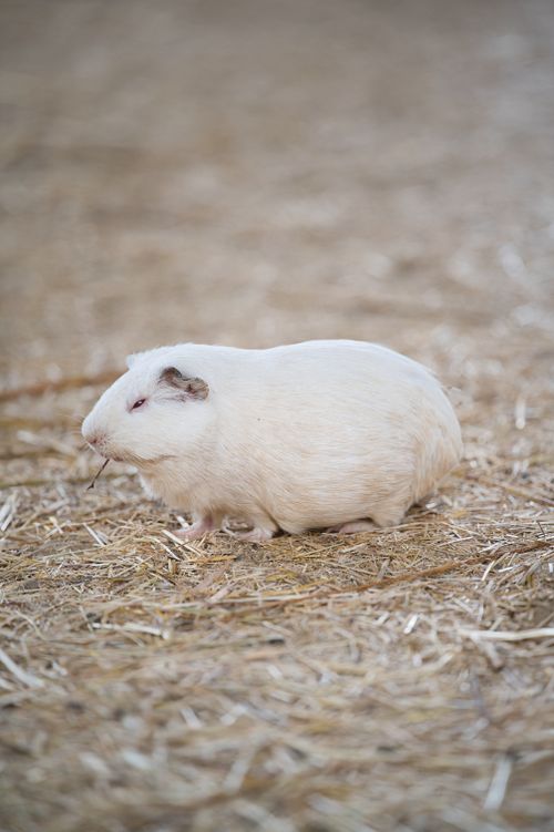 Free A serene white guinea pig sits on straw, showcasing its soft fur in a natural outdoor environment. Stock Photo