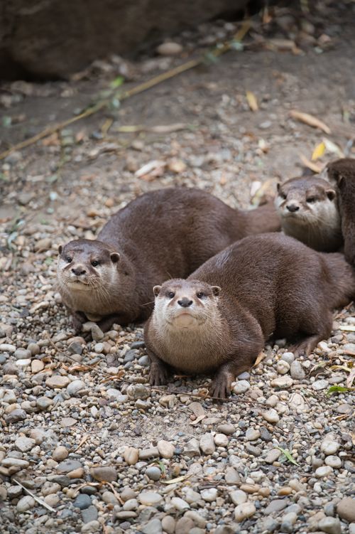 Free Three playful otters resting on a pebbled surface outdoors, showcasing natural wildlife in Slovensko. Stock Photo