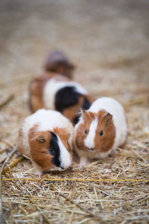 Free Cute guinea pigs cuddling on straw in a natural outdoor setting, perfect for nature and animal themes. Stock Photo