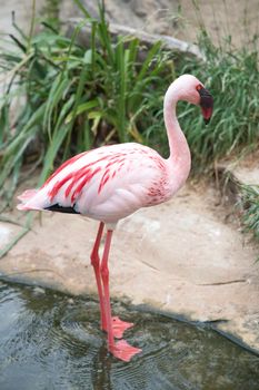 flamingo photo