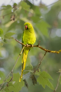 A vibrant ring-necked parakeet perched on a maple tree branch in a natural setting.