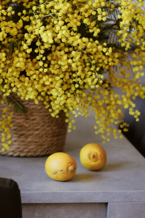 Free Bright mimosa flowers in a basket with two lemons on a table. Stock Photo
