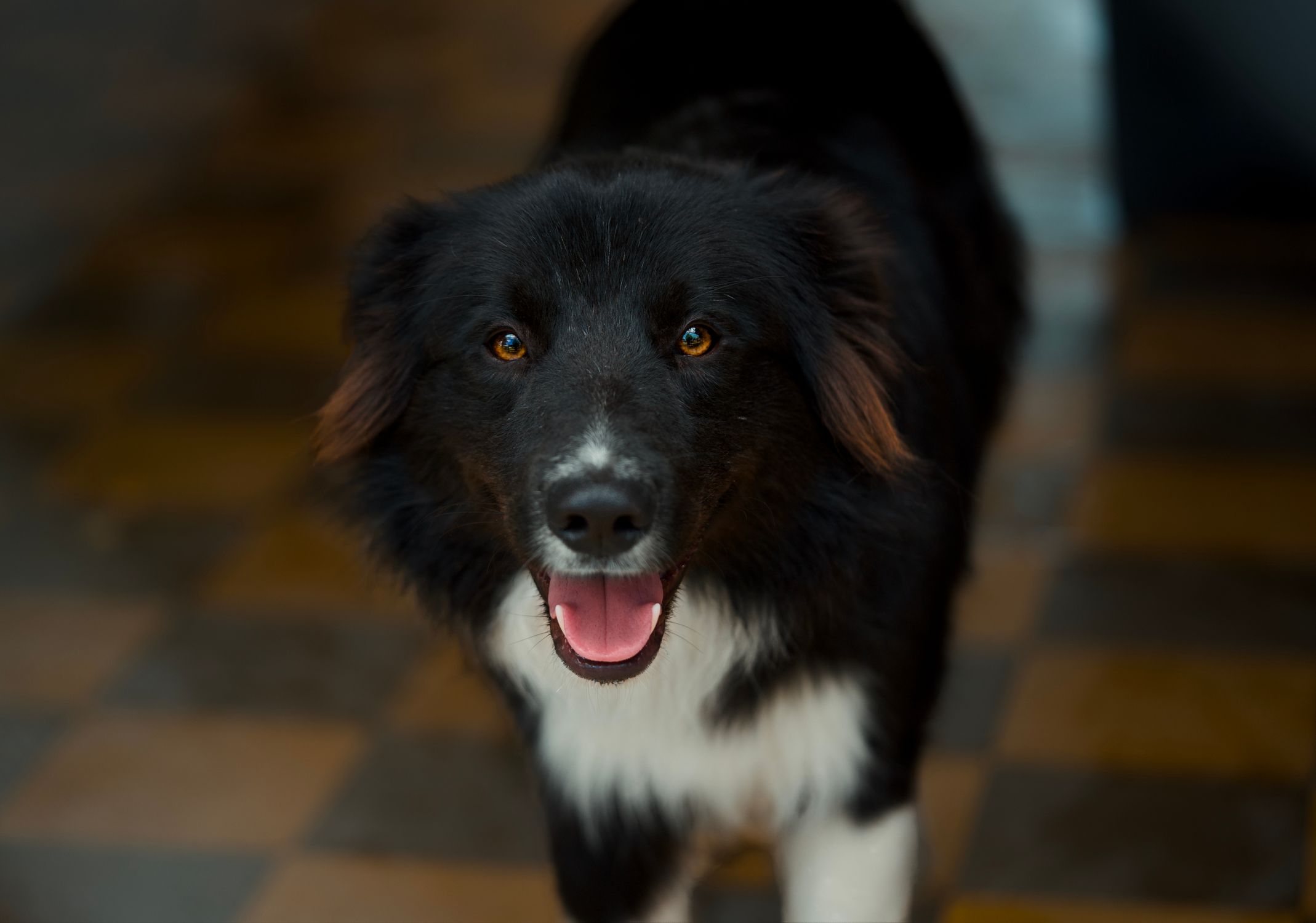 A cheerful Border Collie with its tongue out, standing indoors on a checkered floor.