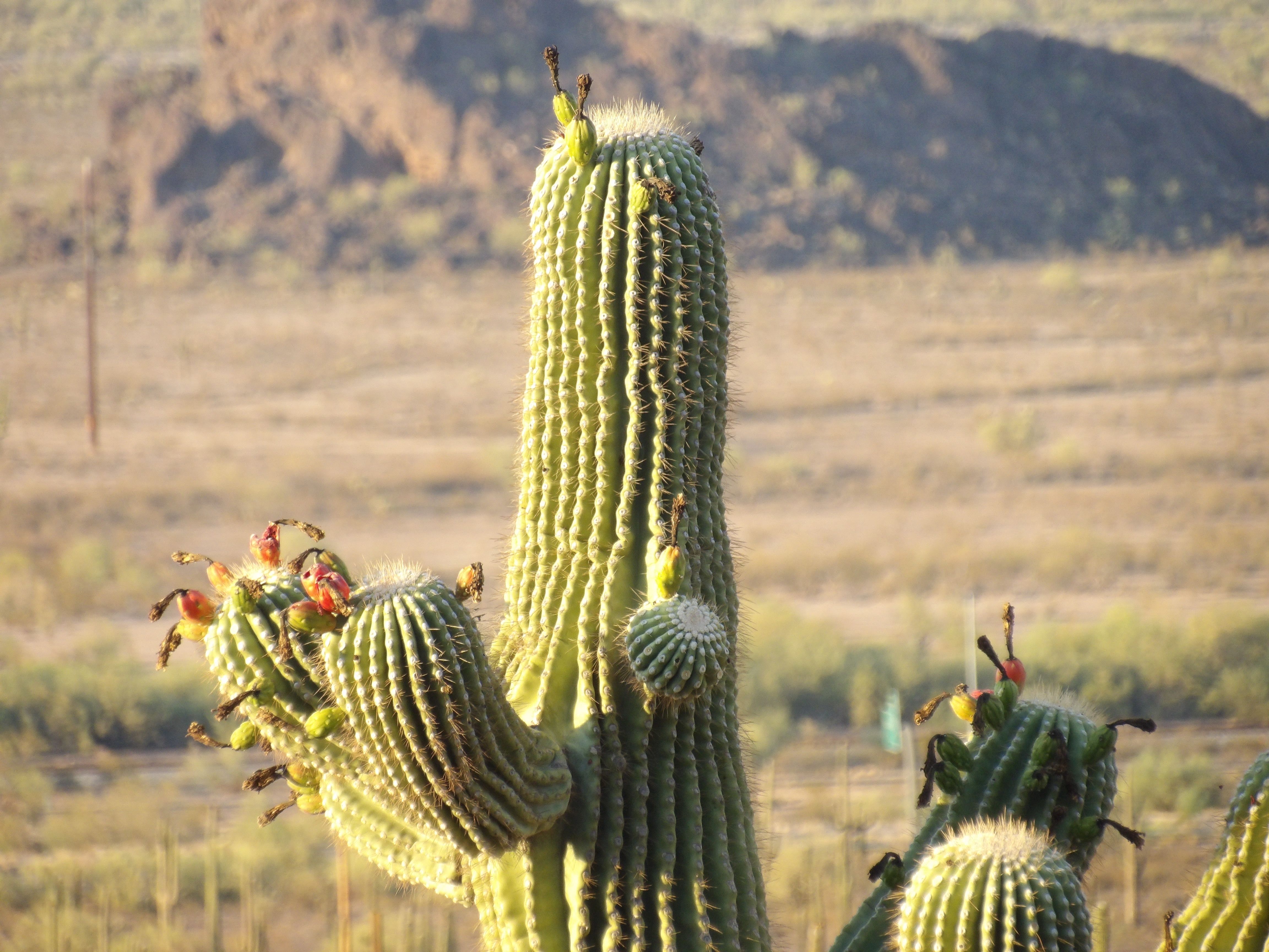 Close up of Cactus with Arid Hill behind  Free Stock Photo