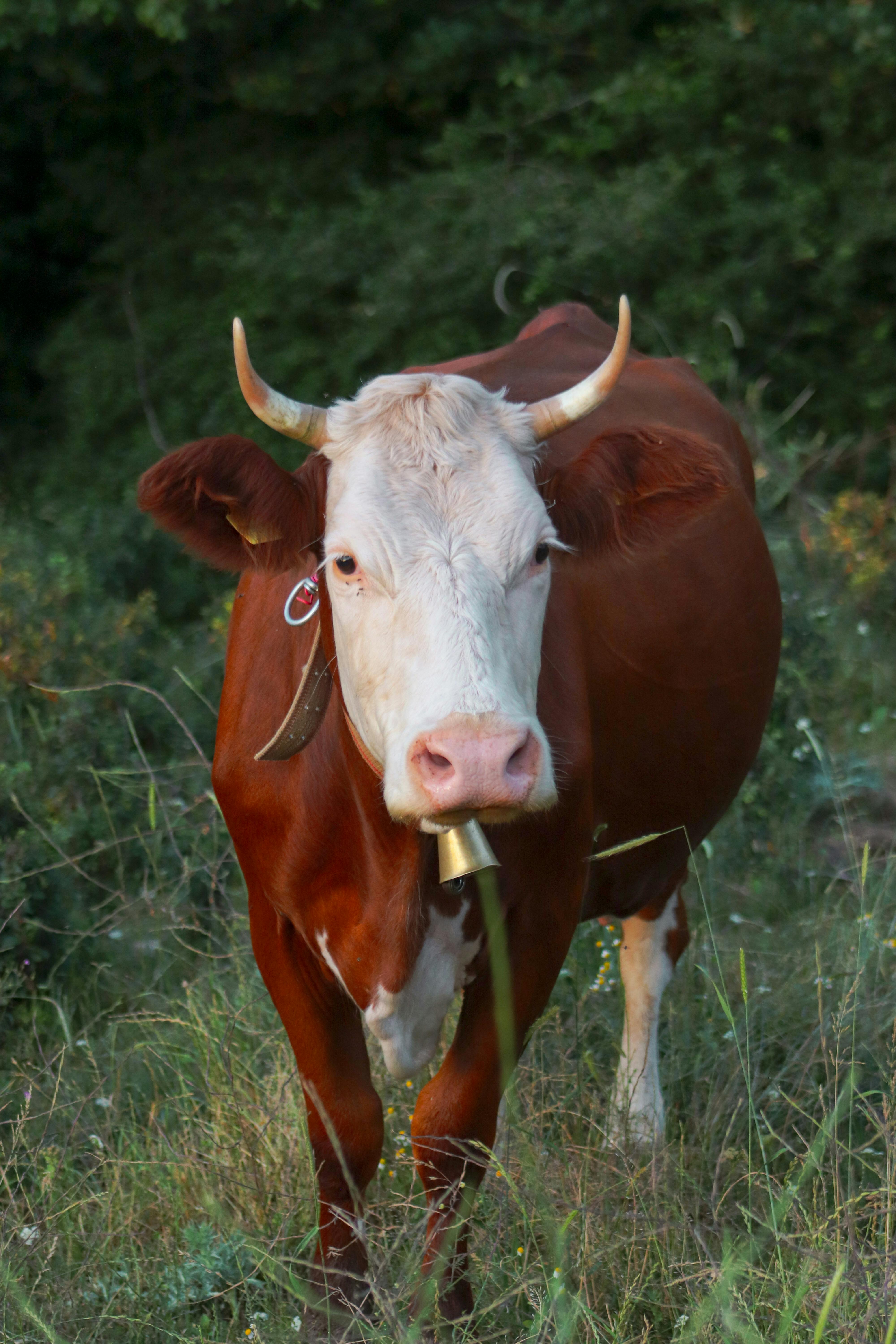 grátis Foto profissional grátis de agricultura, amigo do ambiente, animal com chifres Foto profissional