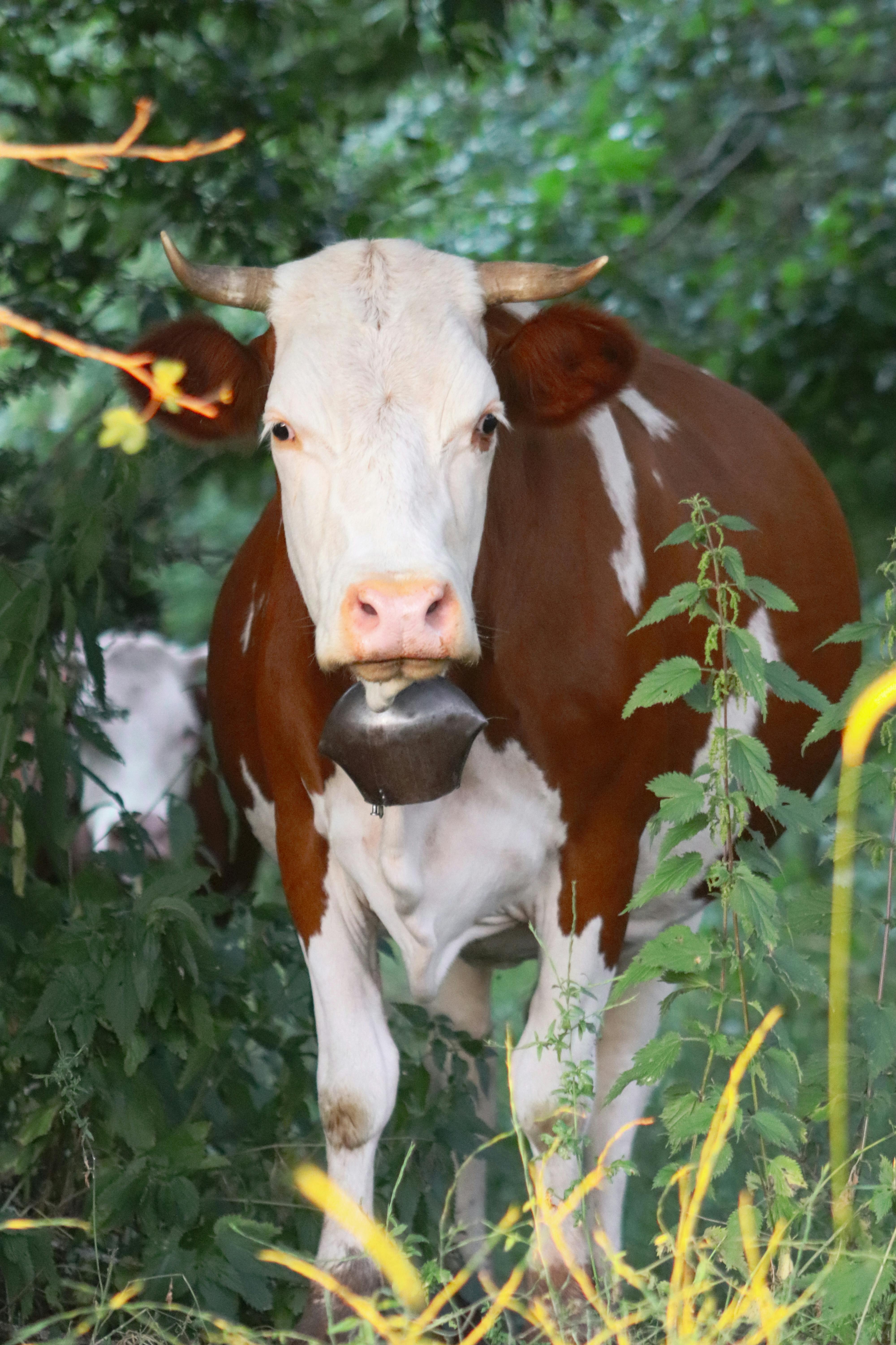 grátis Uma vaca marrom e branca está em meio à folhagem verdejante em um ambiente tranquilo de floresta. Foto profissional