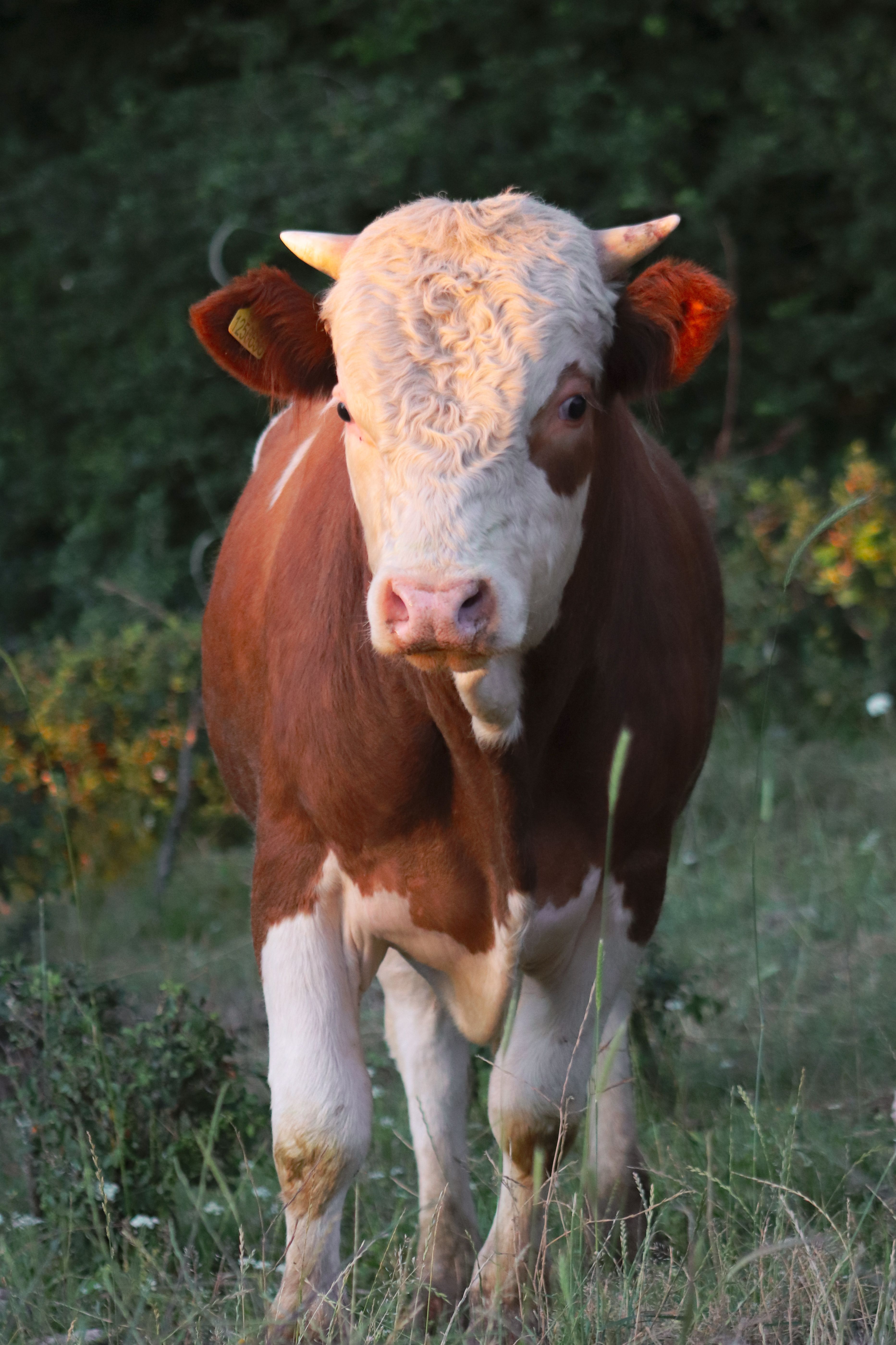 A brown and white cow stands in a sunlit field, surrounded by greenery.