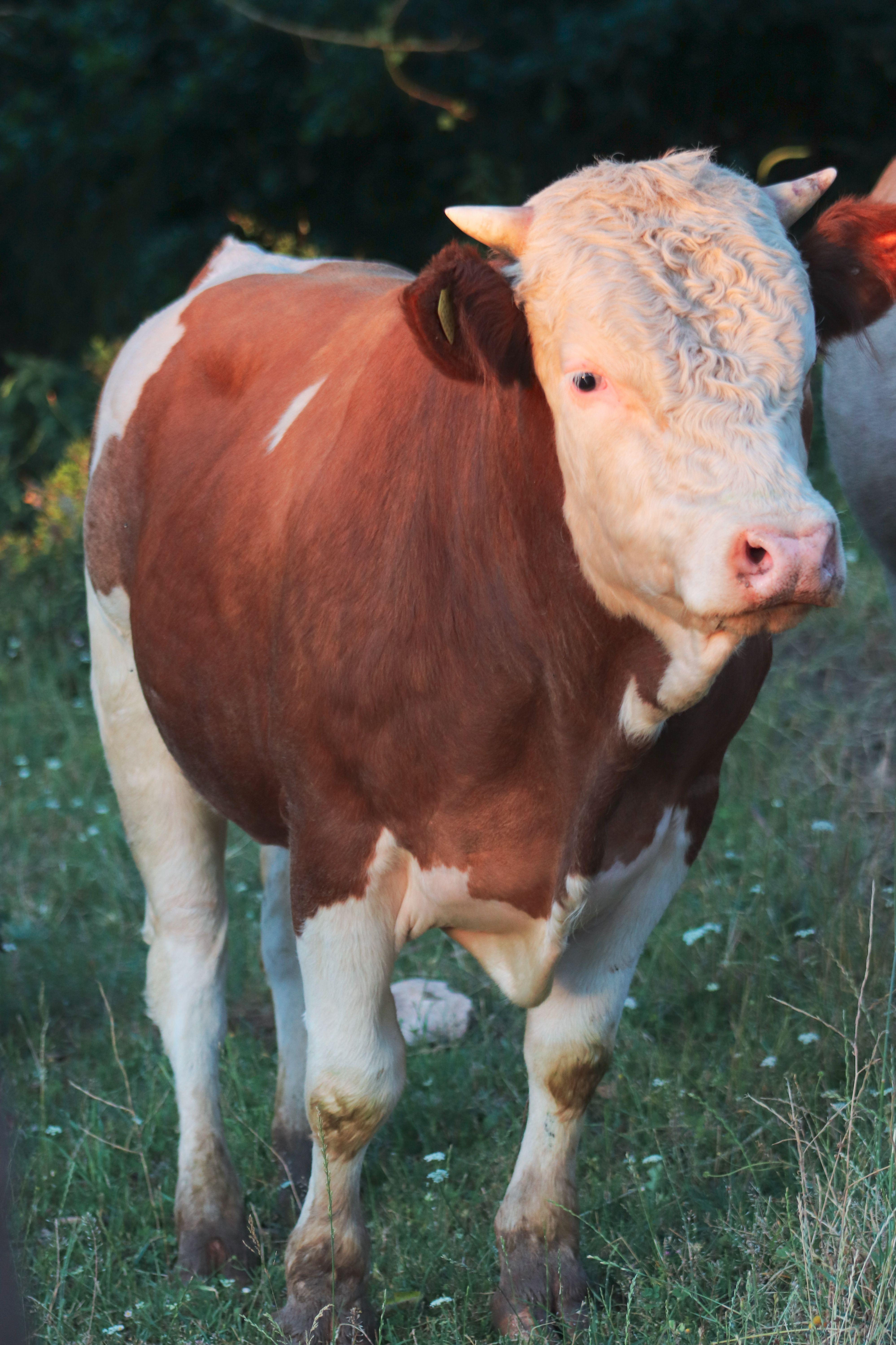 Brown and white bull standing in a grassy outdoor setting with soft sunlight.