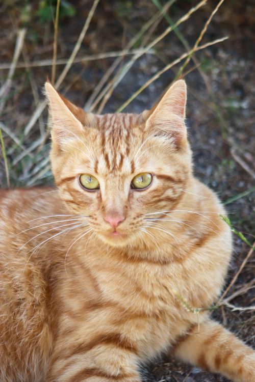 Free Close-up portrait of a ginger tabby cat relaxing outdoors in natural setting. Stock Photo